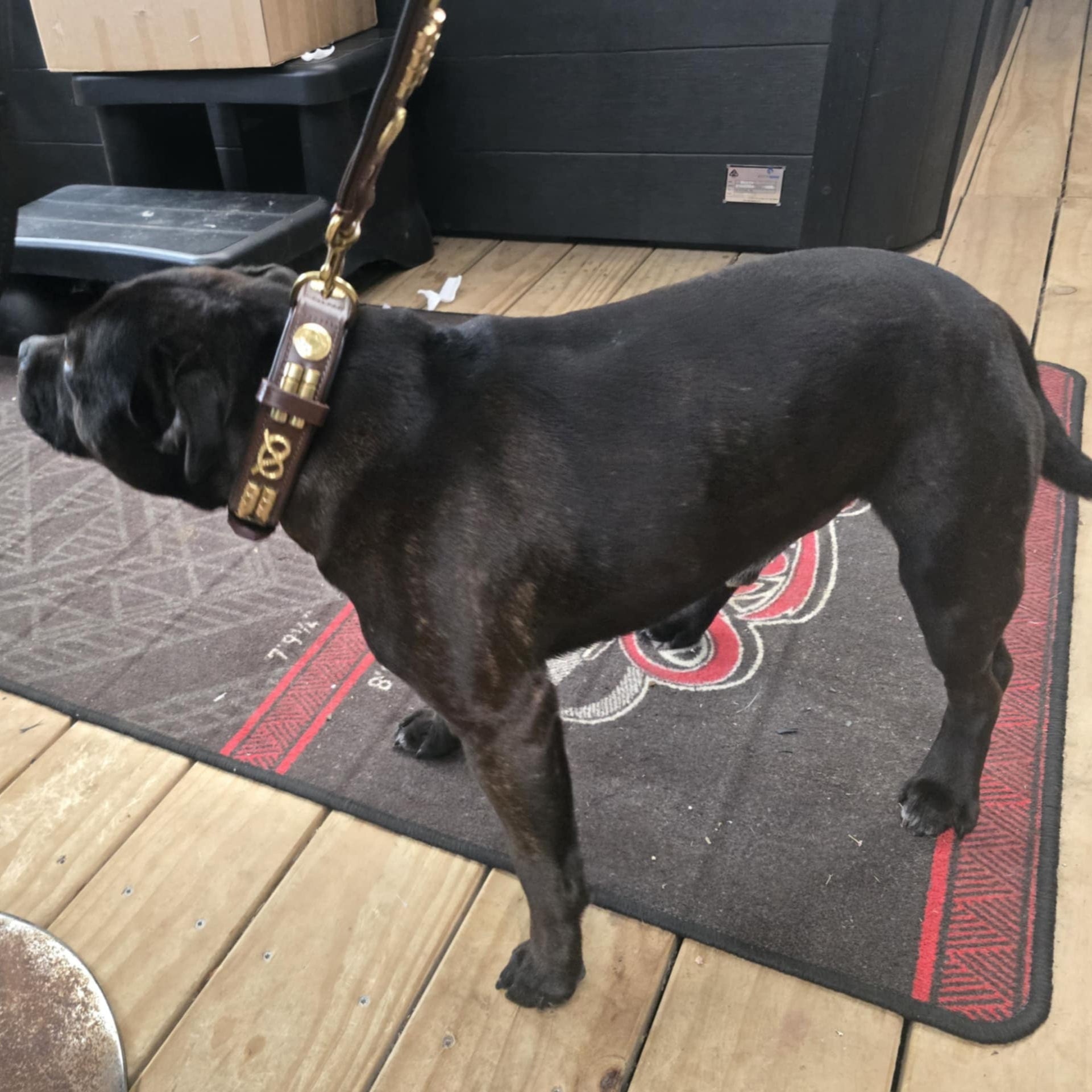 Staffy, staffie, Staffordshire bull terrier, dog, dogs, dog lovers, show dogs, SBT, Show Collar, Staffie, staffy wide leather collar set