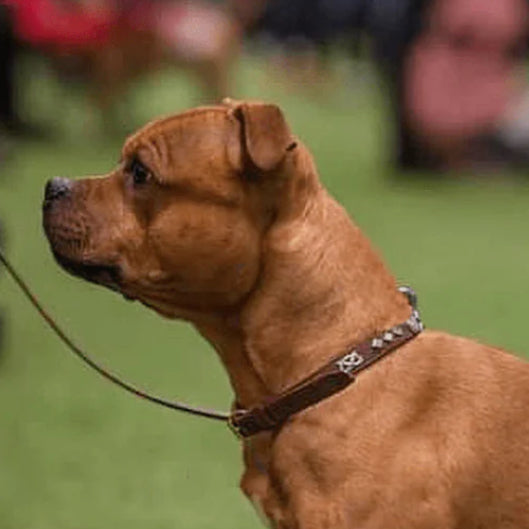 Staffy, Staffordshire Bull Terrier, SBT, Show Collar, Staffie, Leather Collar