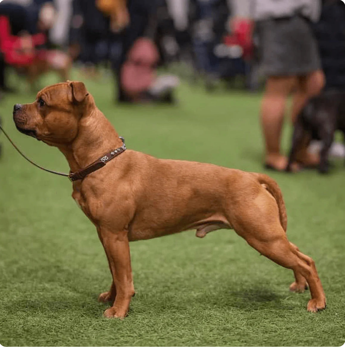 Staffy, Staffordshire Bull Terrier, SBT, Show Collar, Staffie, Leather Collar