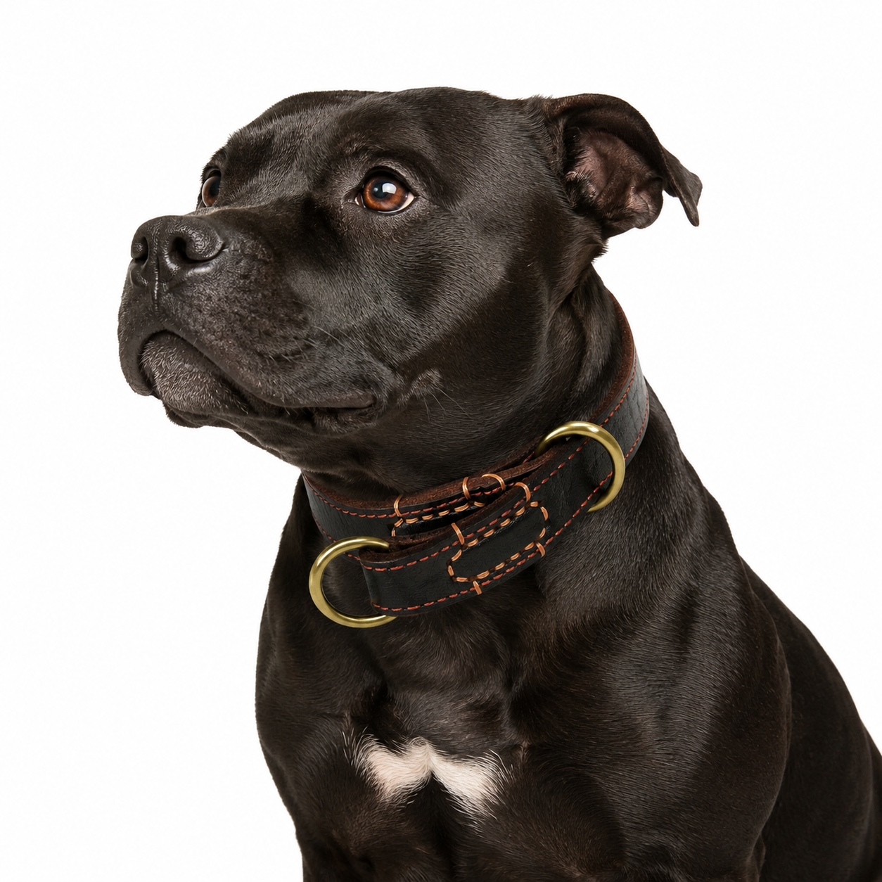 Brown & Gold Leather Slip Dog Collar | Spoilt Pup NZ