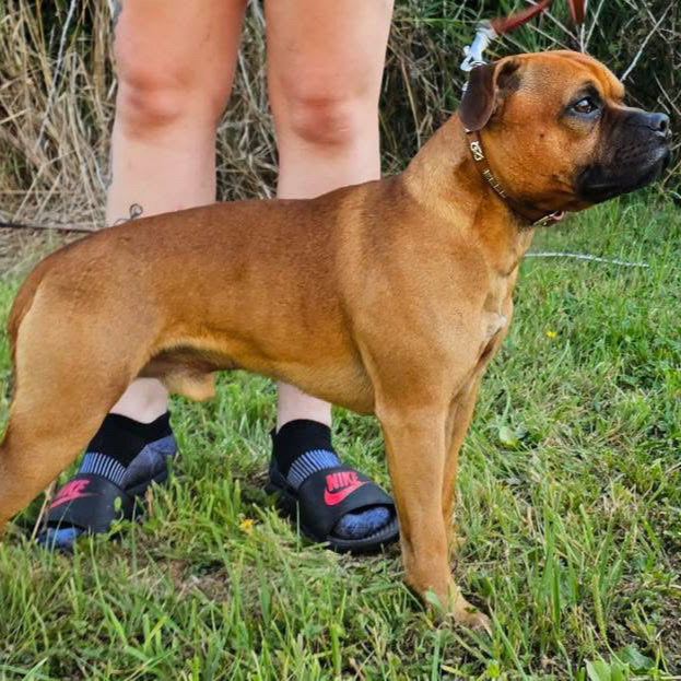 Staffy, Staffordshire Bull Terrier, SBT, Show Collar, Staffie, Leather Collar