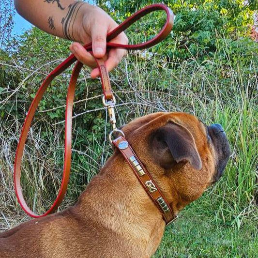 Staffy, Staffordshire Bull Terrier, SBT, Show Collar, Staffie, Leather Collar