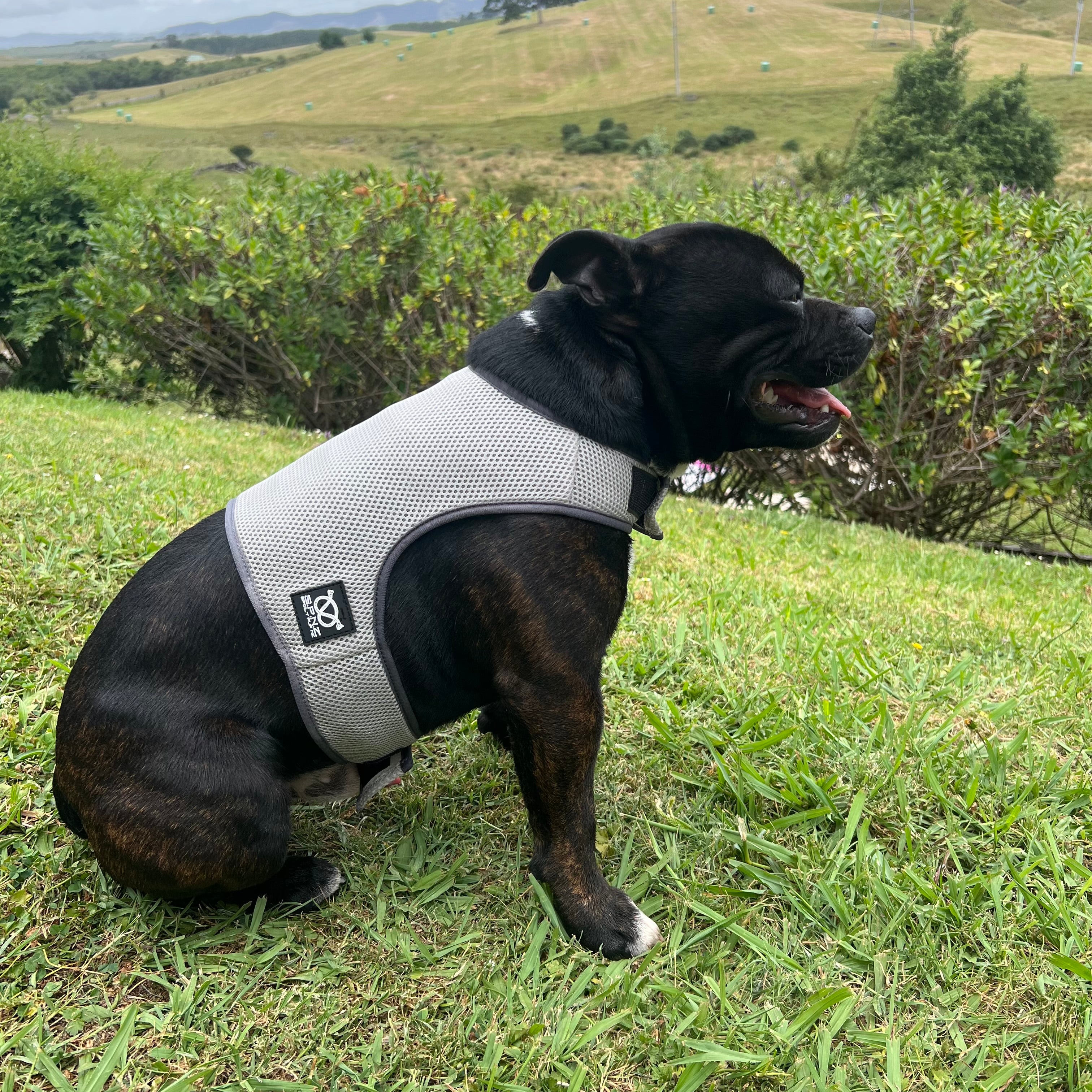 Dog wearing a grey cooling vest sitting on grass with a scenic background