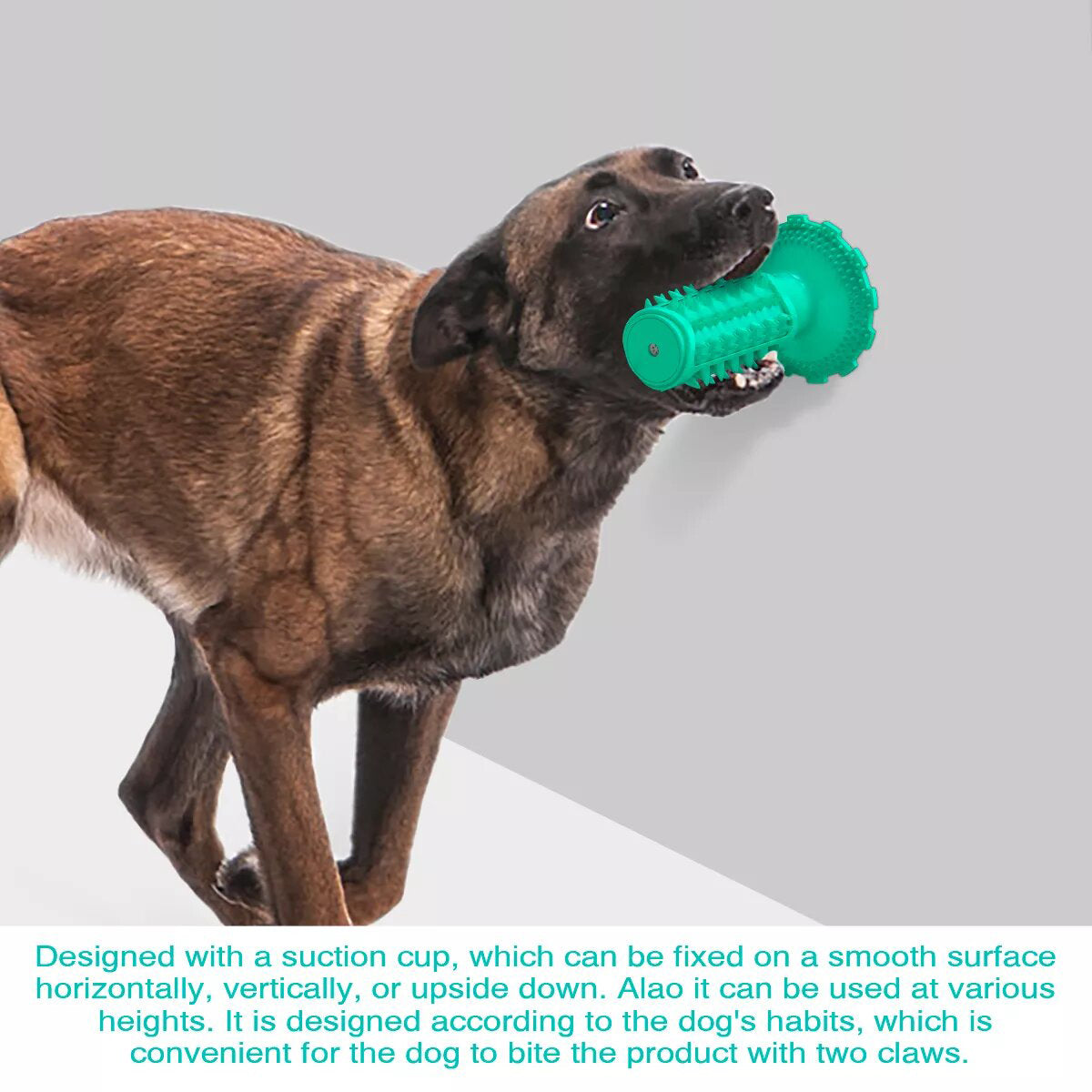 Dog Teeth Cleaning Squeaking Molar Rod Play Bite Toothbrush Toy