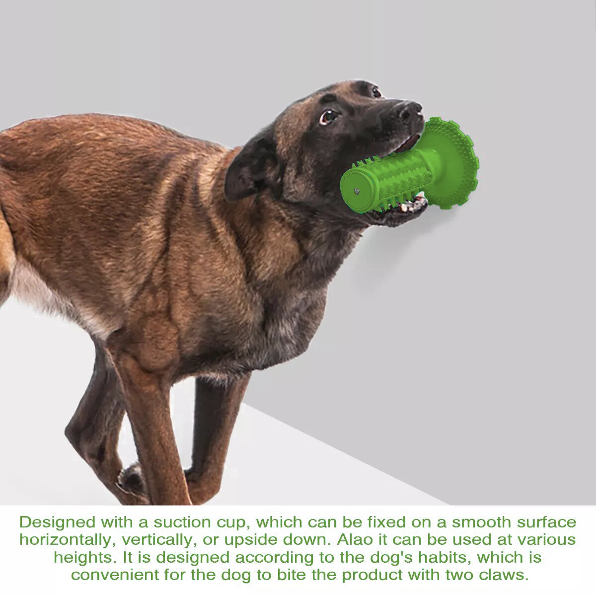 Dog Teeth Cleaning Squeaking Molar Rod Play Bite Toothbrush Toy