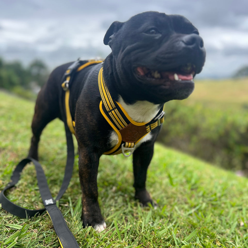 Staffordshire Bull Terrier wearing a harness on a grassy field with a cloudy sky