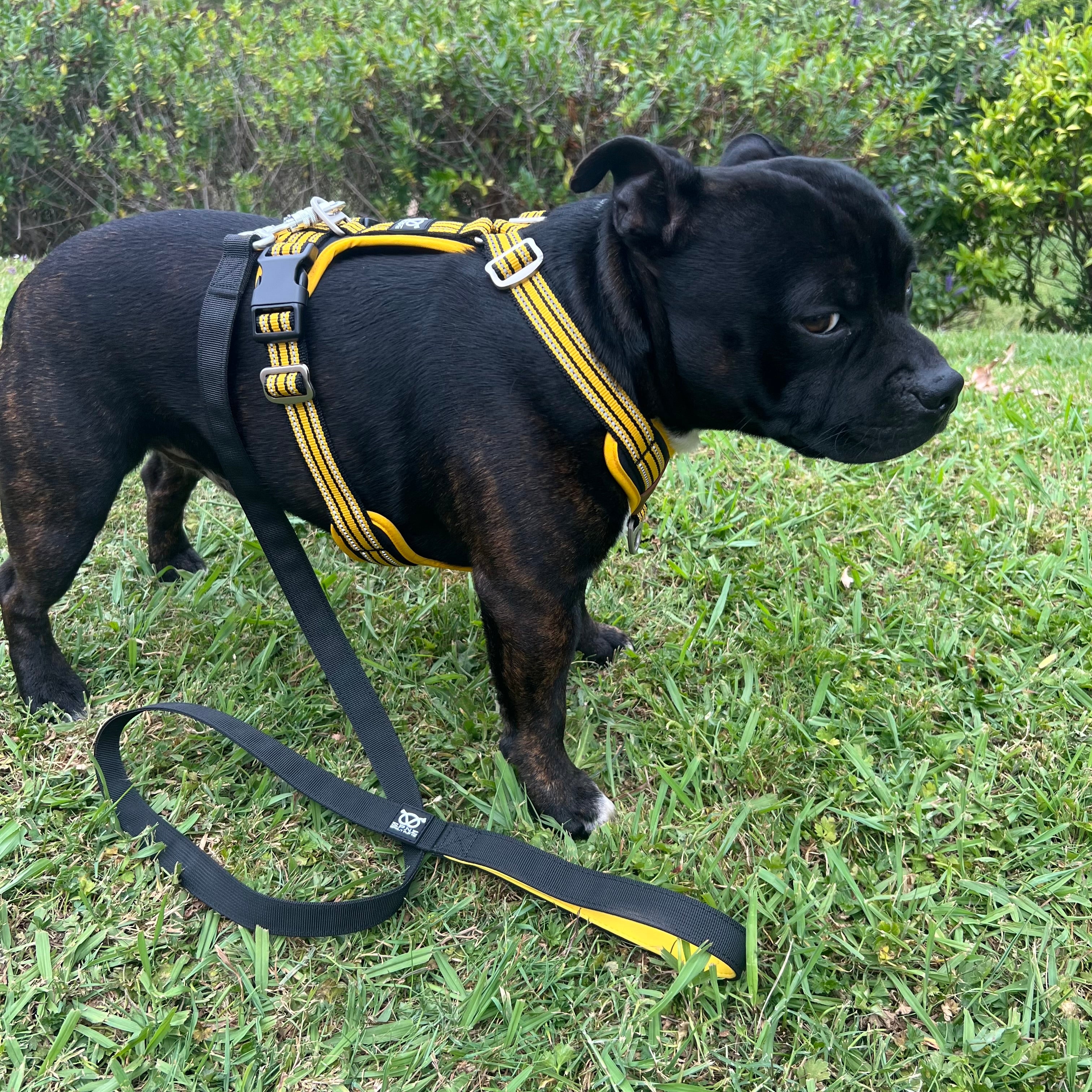 Staffordshire bull terrier wearing a yellow and black harness on grass