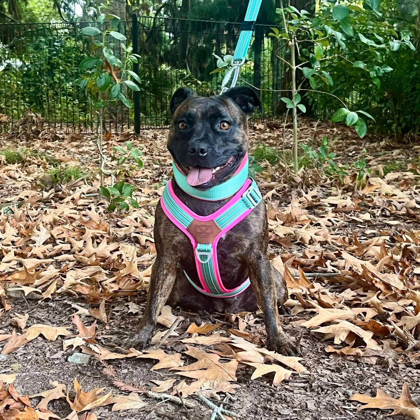 Staffy, staffie, Staffordshire bull terrier, dog, dogs, dog lovers, show dogs, SBT, Show Collar, Staffie, staffy harness