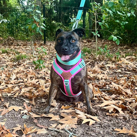 Staffy, staffie, Staffordshire bull terrier, dog, dogs, dog lovers, show dogs, SBT, Show Collar, Staffie, staffy harness