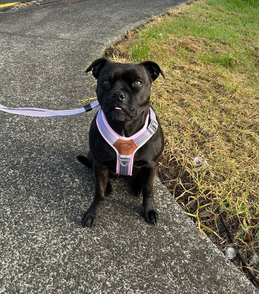 Harness & Leash Sets - Lilac & Baby Pink