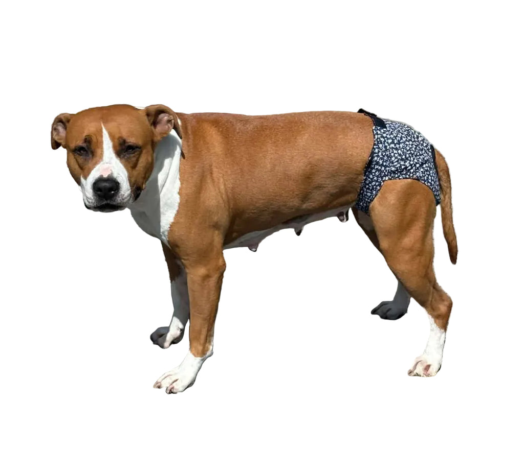 Staffordshire Bull Terrier B!tch Pants – Heat Protection Made Easy