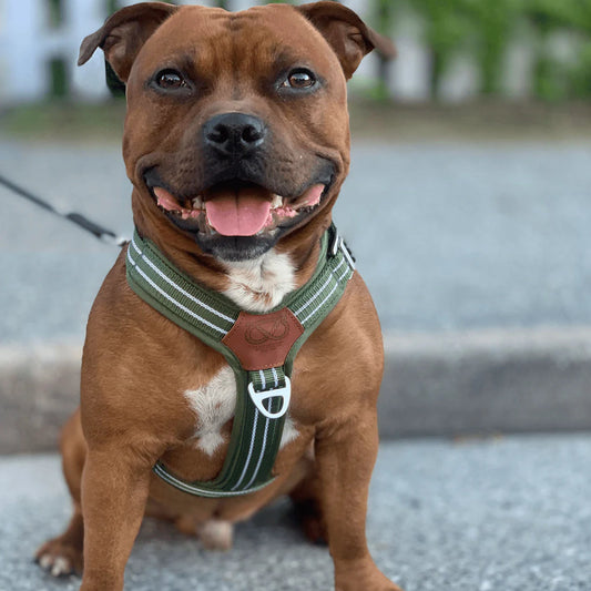 Staffy, staffie, Staffordshire bull terrier, dog, dogs, dog lovers, show dogs, SBT, Show Collar, Staffie, staffy harness