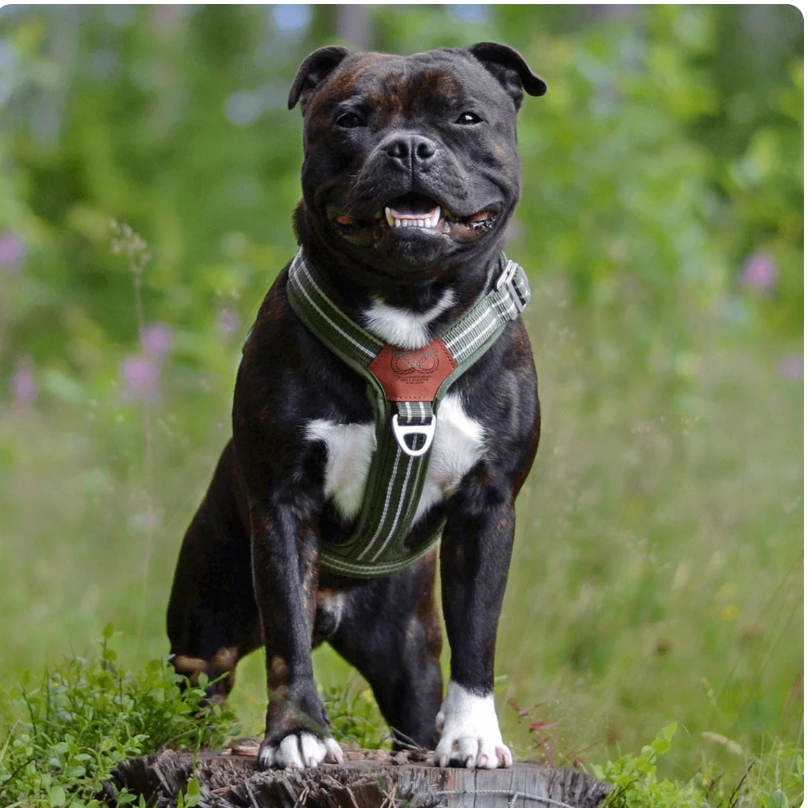 Staffy, staffie, Staffordshire bull terrier, dog, dogs, dog lovers, show dogs, SBT, Show Collar, Staffie, staffy harness
