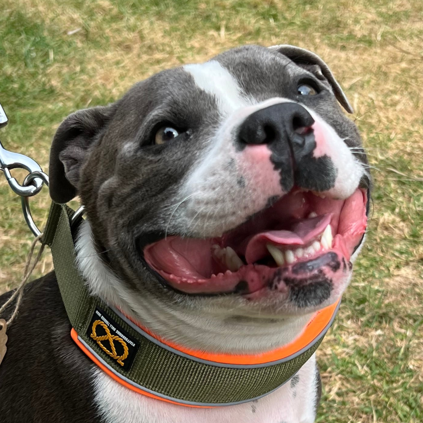 Staffy, Staffordshire Bull Terrier, SBT, Show Collar, Staffie, Soft Martingale Collar