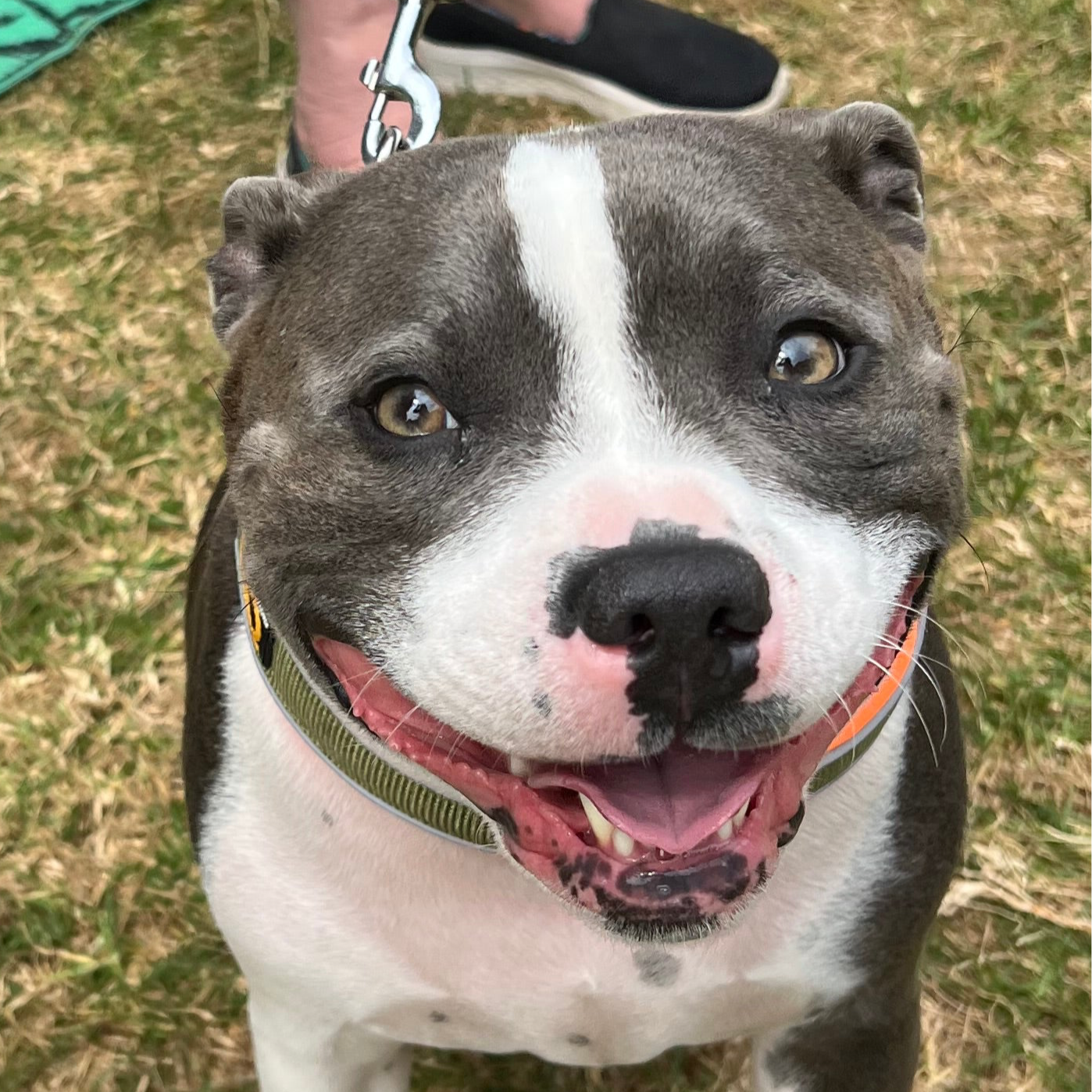 Staffy, Staffordshire Bull Terrier, SBT, Show Collar, Staffie, Soft Martingale Collar