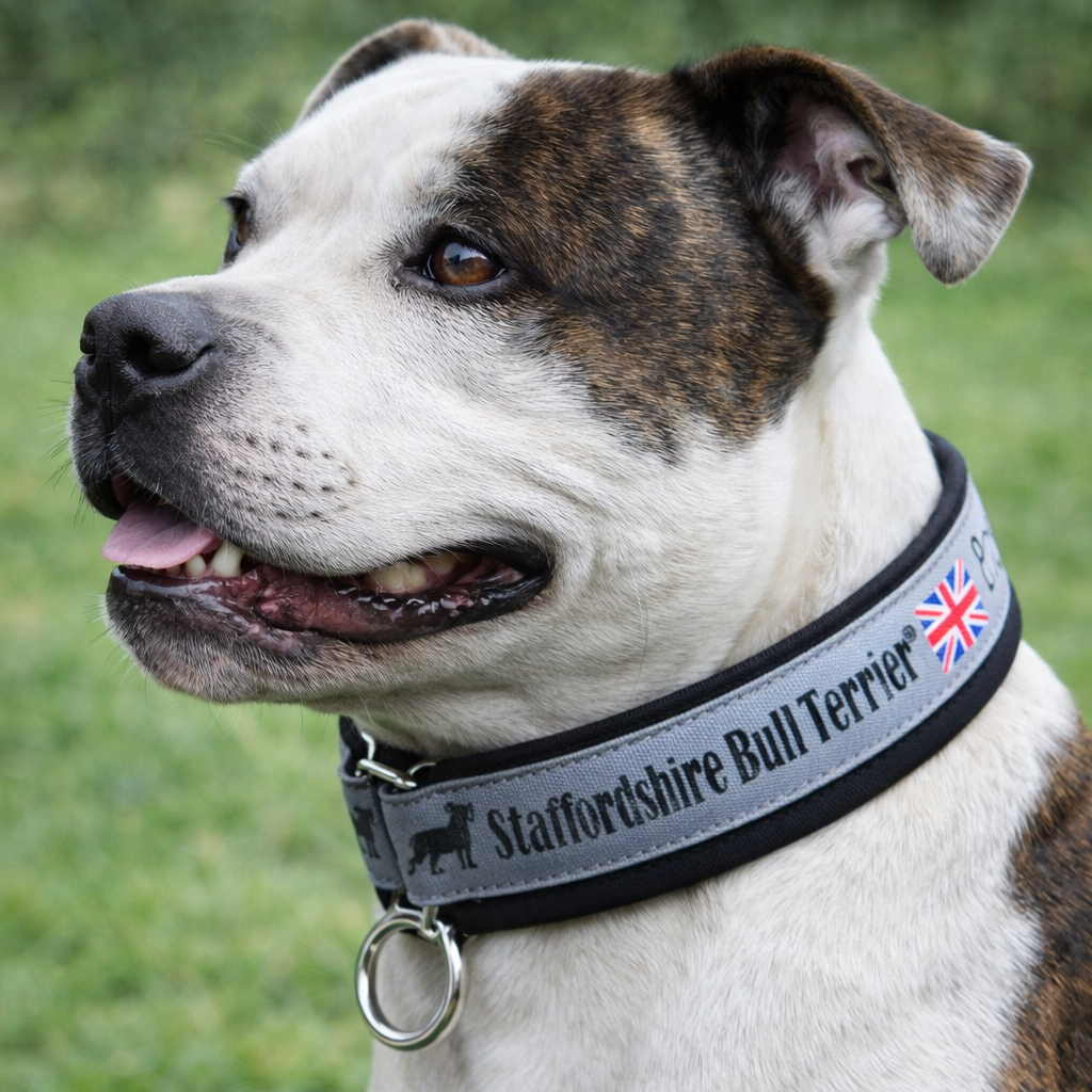 staffy wearing a collar with 'Staffordshire Bull Terrier' text and a British flag on a grassy background