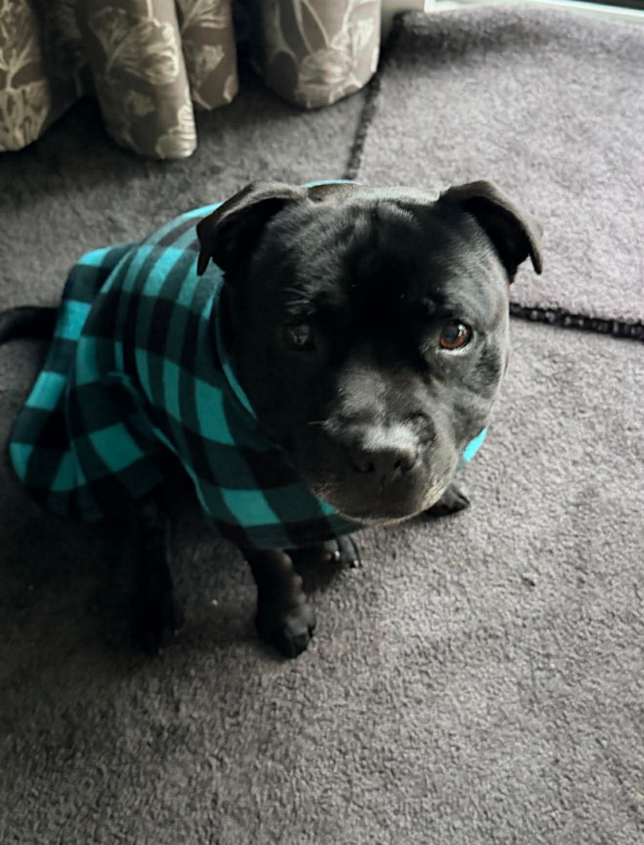 Staffordshire Bull Terrier Fleece Coat | XXS–3XL | 10 Colours | Handmade in NZ