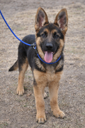 Slip Leash 130cm Blue 0.6cm diameter