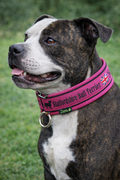 Pink Soft Martingale Collar