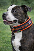 Black & Orange Soft Martingale Collar