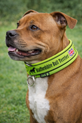 Lime Green Soft Martingale Collar
