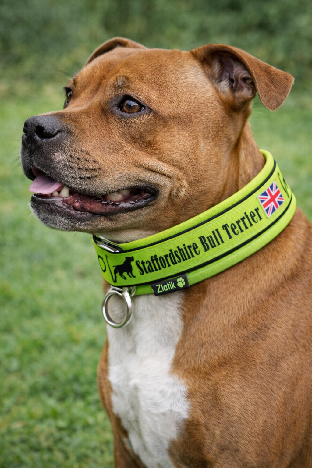Lime Green Soft Martingale Collar