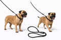 STRONG Onyx Slip Collar & Leash Set