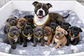 Puppy Pack Gold & Rose Gold Cuban Link Bundle (3 set)– Breeder Edition