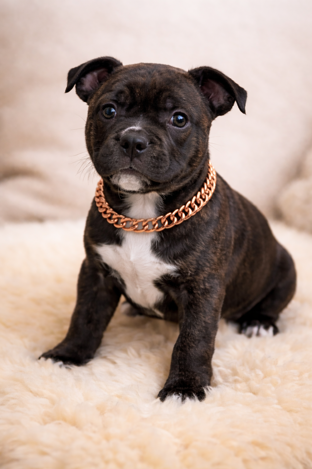 Puppy Pack Gold & Rose Gold Cuban Link Bundle (3 set)– Breeder Edition