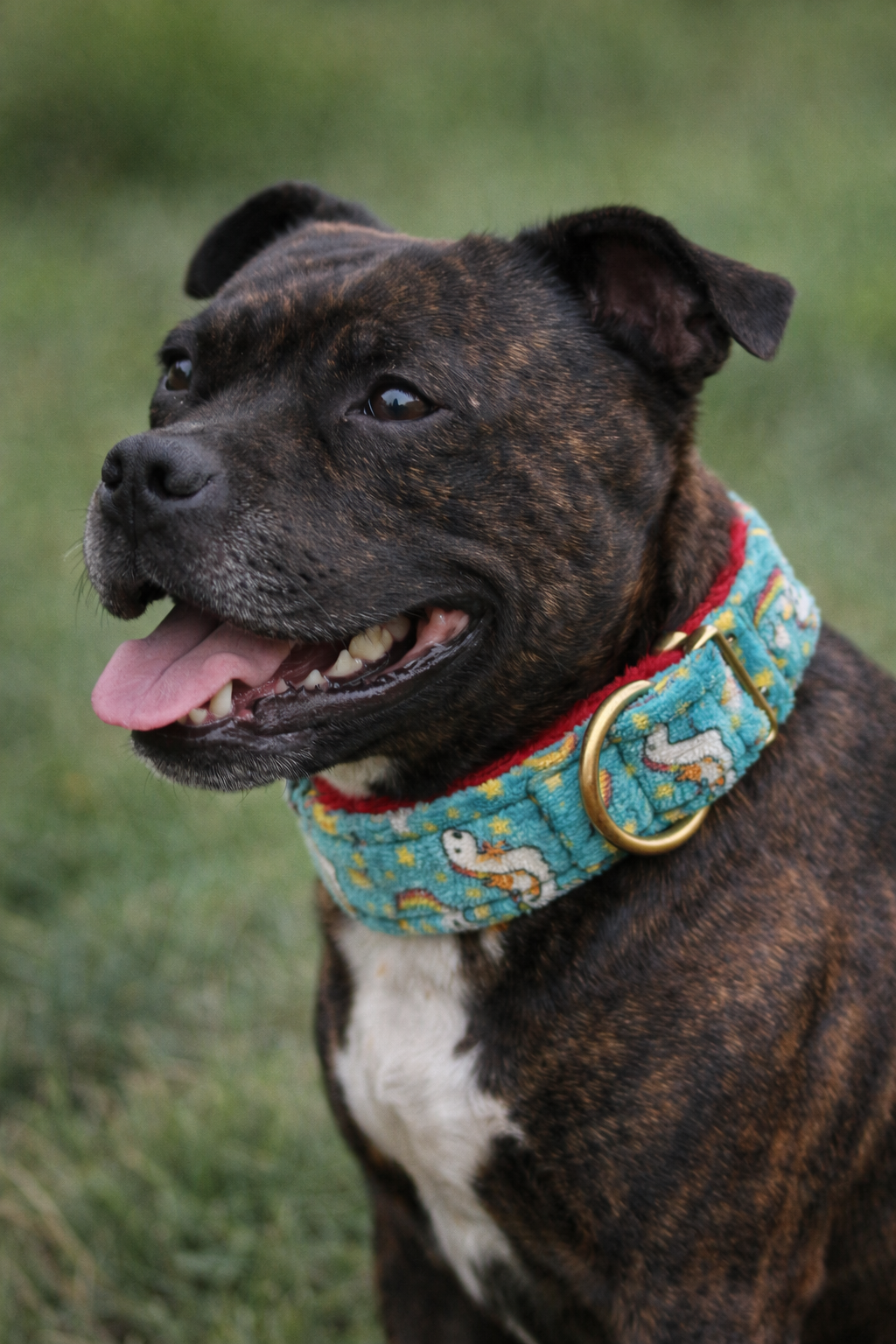 Pre-Loved Super Soft Unicorn Dog Collar – Wide, Adjustable & Comfy