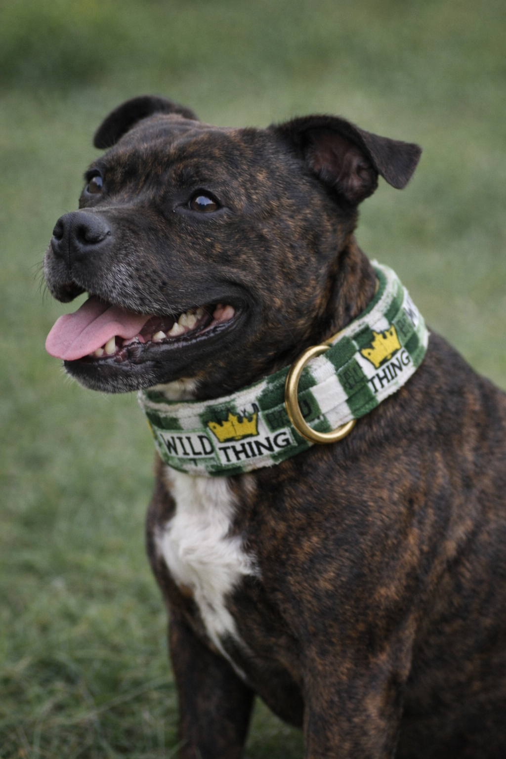 Pre-Loved Soft & Comfy Dog Collar – Adjustable Fit