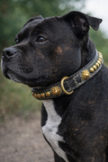 Pre-Loved AE Staffordshire Bull Terrier Collar – Suede Lined (46–52cm)