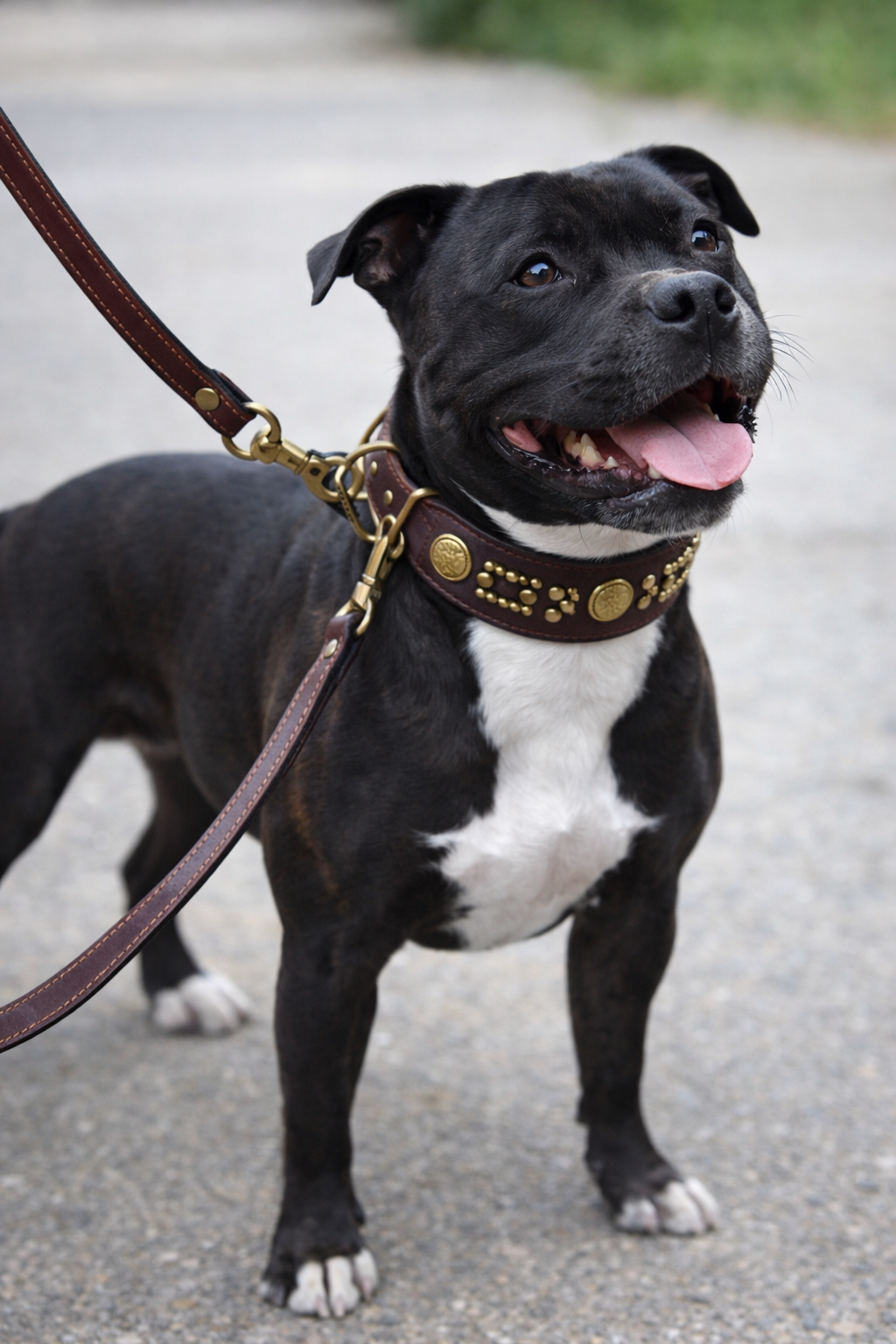 AE Suede-Lined Leather Collar & Mendota Leather Leash Set Pre-Loved