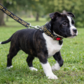 Staffordshire Bull Terrier Collar & Leash Set – Adjustable Puppy Collar (32–42cm)