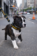 Premium Lambskin Martingale Puppy Collar & Lead Set – UK Made | SPNZ Exclusive