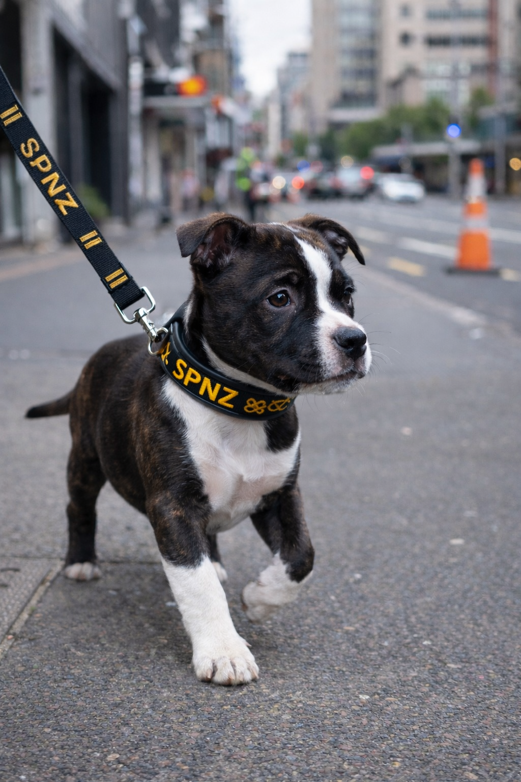 Premium Lambskin Martingale Puppy Collar & Lead Set – UK Made | SPNZ Exclusive