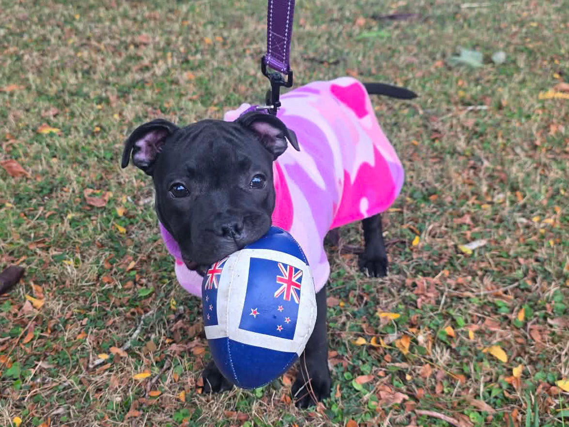 Puppy Staffordshire Bull Terrier Fleece Coat