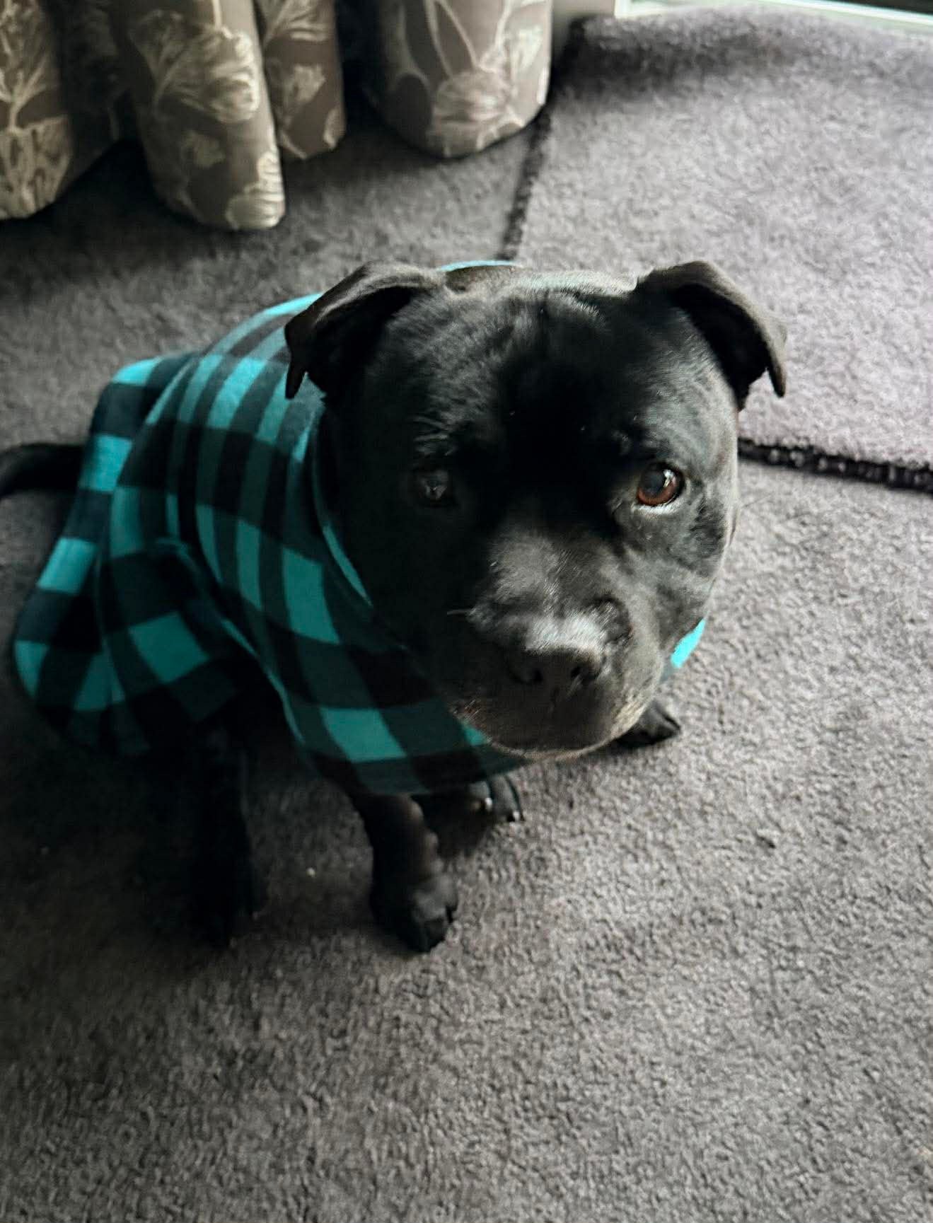 Medium Staffordshire Bull Terrier Fleece Coat