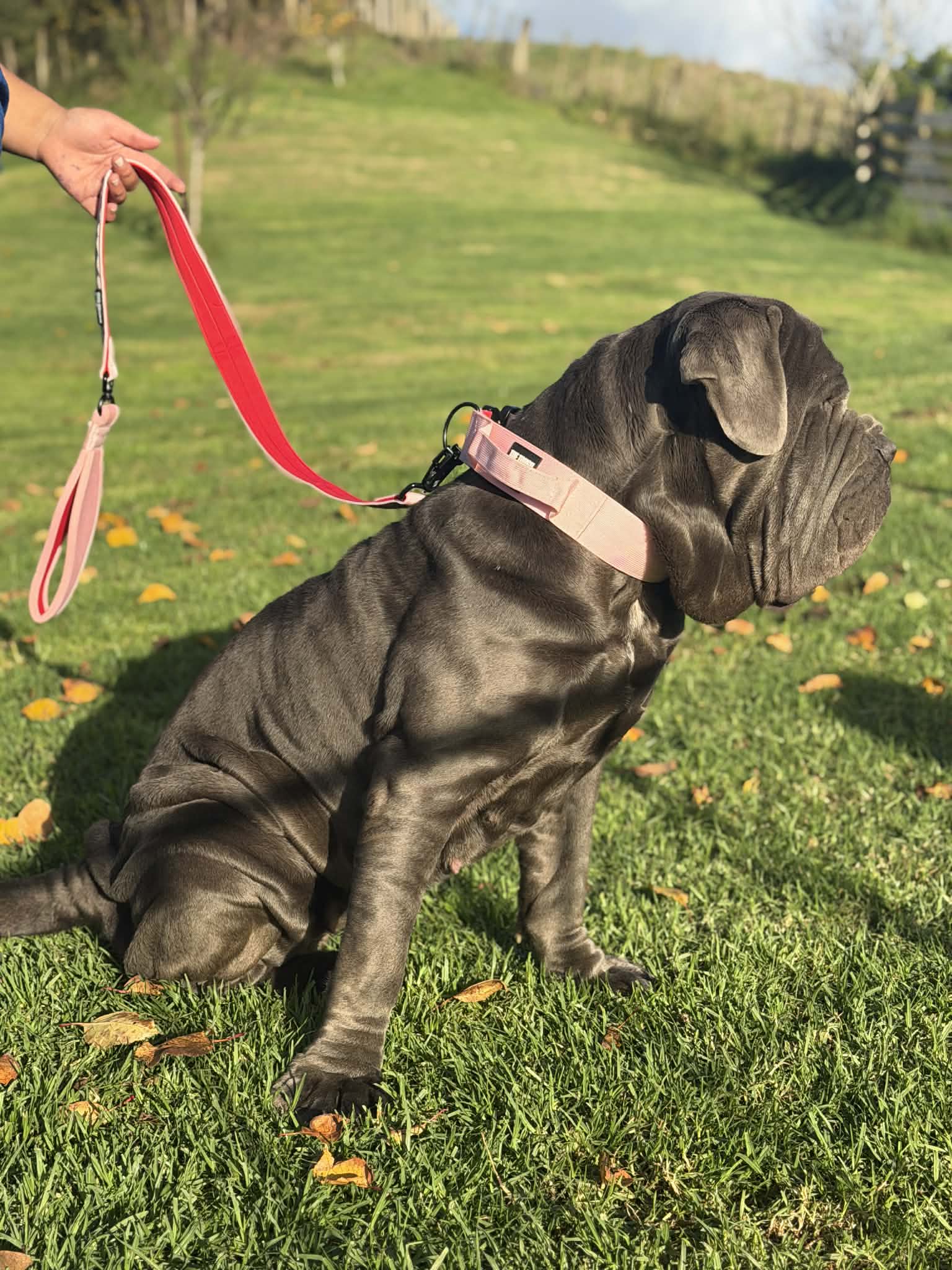 The Tough Ones™ Bubblegum & Cherry Tactical Dog Collar with Handle