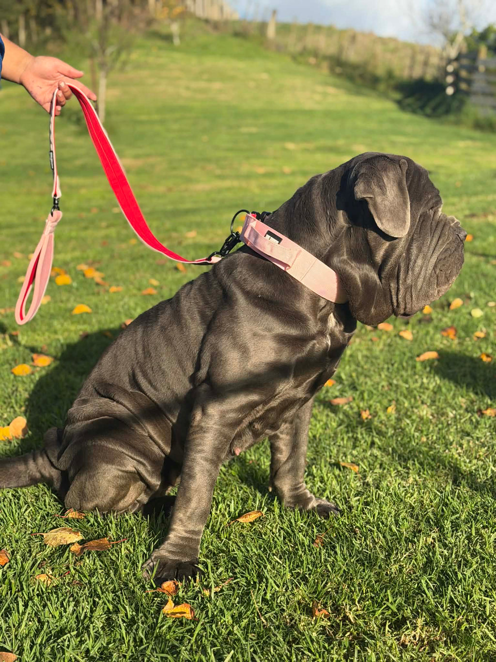 The Tough Ones™ Bubblegum & Cherry Tactical Dog Collar & Matching Leash Set