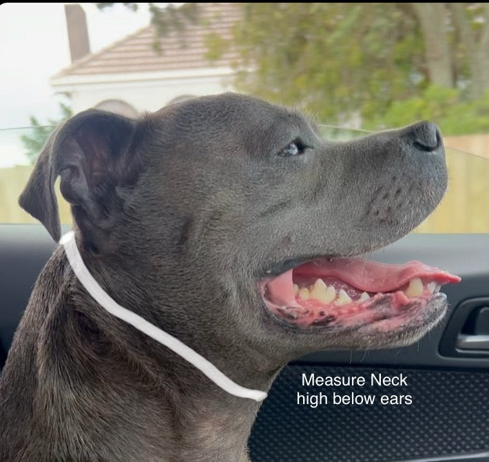 Stainless Steel Gold Snake Chain Dog Collar