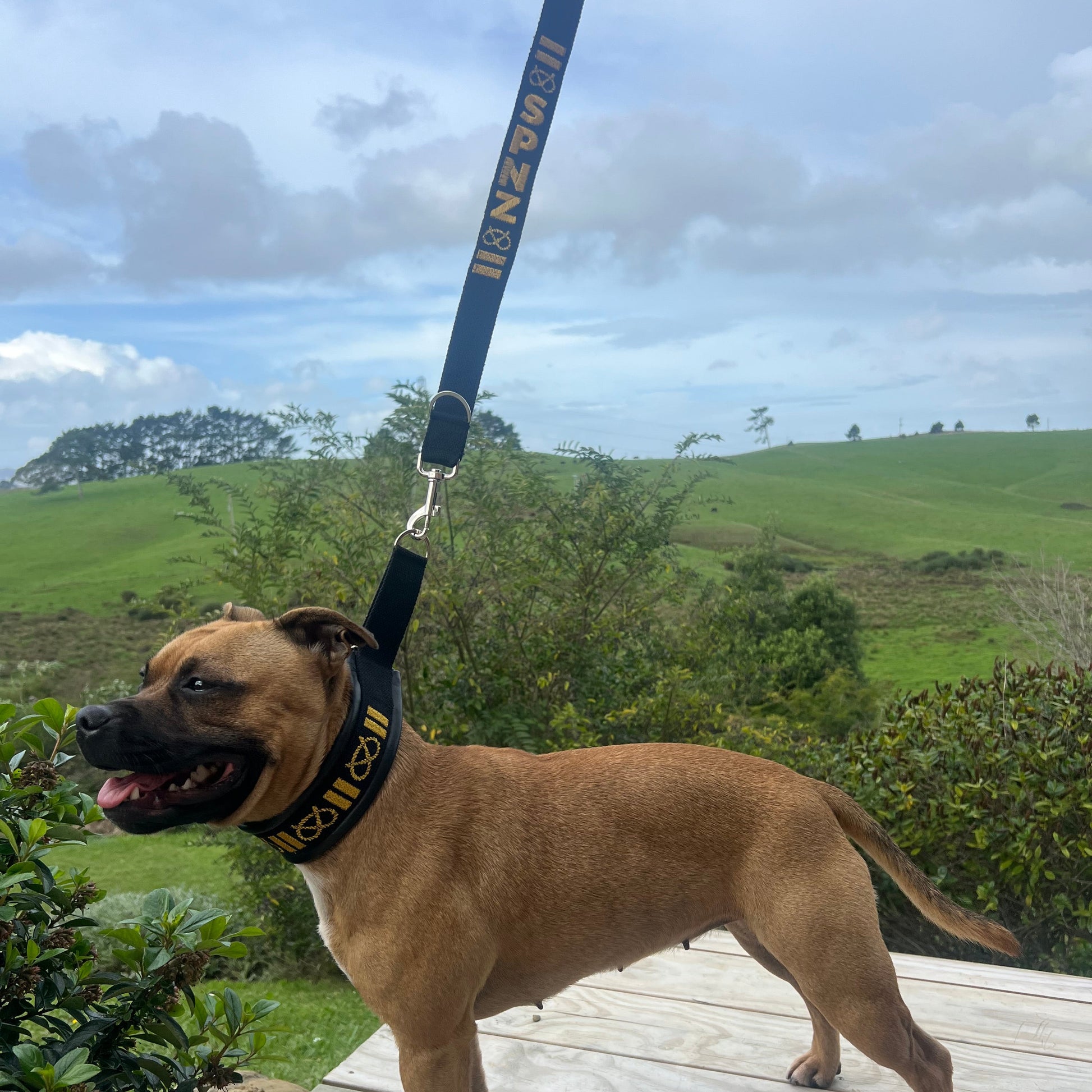 Staffy, Staffordshire Bull Terrier, SBT, Show Collar, Staffie, Martingales, Lamb Skin Martingale, Soft martingale