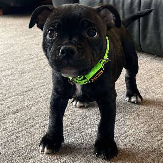 Staffy, Staffordshire Bull Terrier, SBT, Show Collar, Staffie, Puppy Nylon Collar and leash set