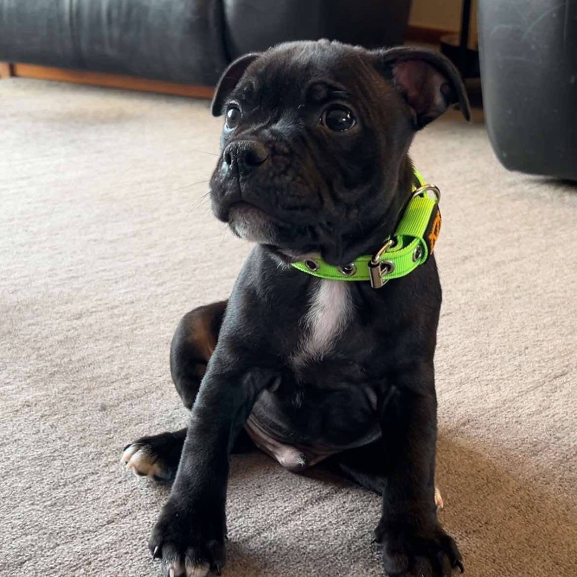 Staffy, Staffordshire Bull Terrier, SBT, Show Collar, Staffie, Puppy Nylon Collar and leash set