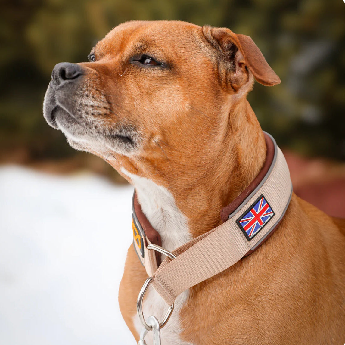 Staffy, Staffordshire Bull Terrier, SBT, Show Collar, Staffie, Martingale Collar