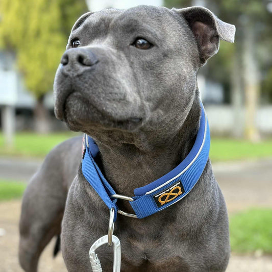 Staffy, Staffordshire Bull Terrier, SBT, Show Collar, Staffie, Martingale Collar
