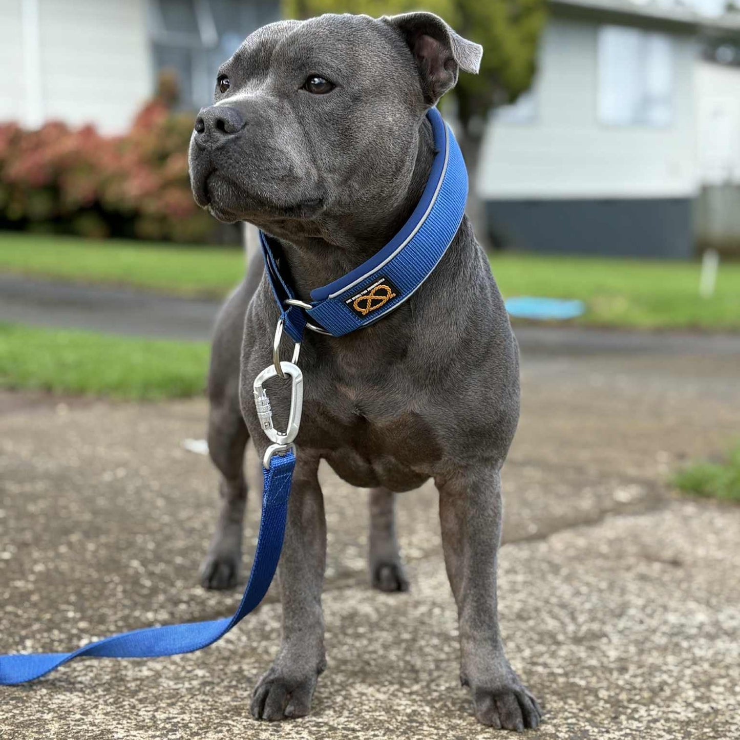 Staffy, Staffordshire Bull Terrier, SBT, Show Collar, Staffie, Martingale Collar