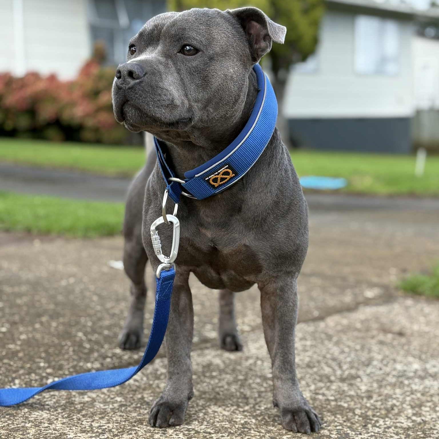 Staffy, Staffordshire Bull Terrier, SBT, Show Collar, Staffie, Martingale Collar