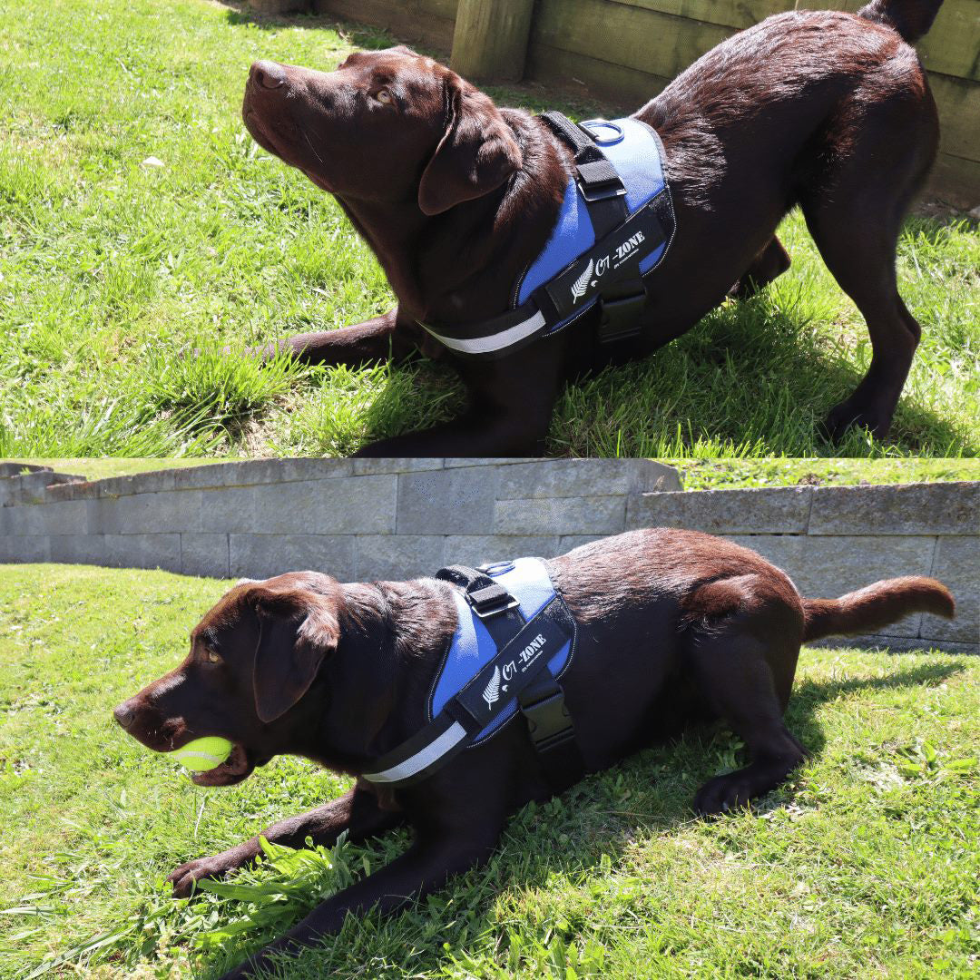 Dog Harness