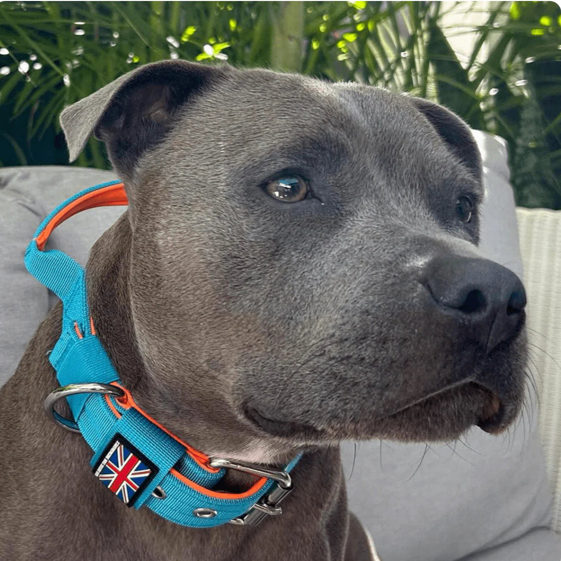 Staffy, Staffordshire Bull Terrier, SBT, Show Collar, Staffie, staffy nylon collar with handle